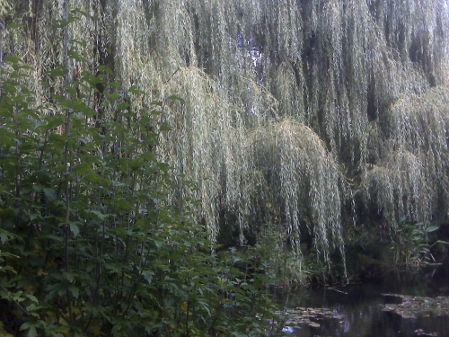 Monet's Garden at Giverny